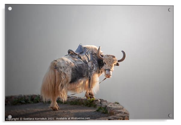 A yak in the Caucasus Mountains Acrylic by Svetlana Korneliuk