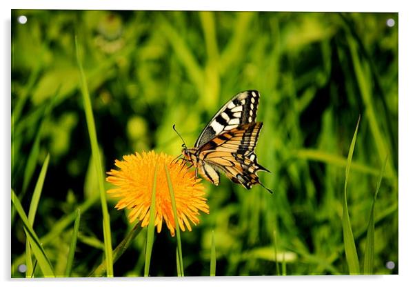 The Old World swallowtail (Papilio machaon) Acrylic by Svetlana Korneliuk