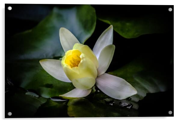 The water lily    Acrylic by Svetlana Korneliuk