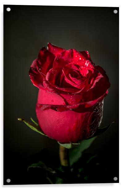 Red rose bud Acrylic by Svetlana Korneliuk