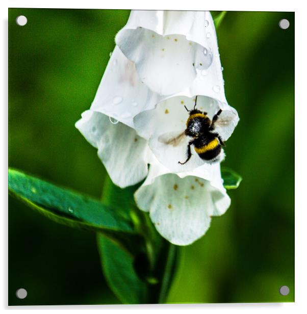 The Bumble Bee Acrylic by Svetlana Korneliuk