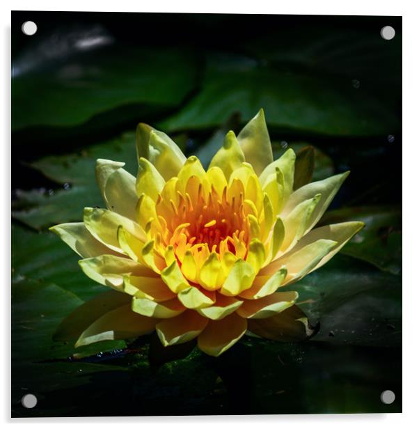 Yellow water lily Acrylic by Svetlana Korneliuk