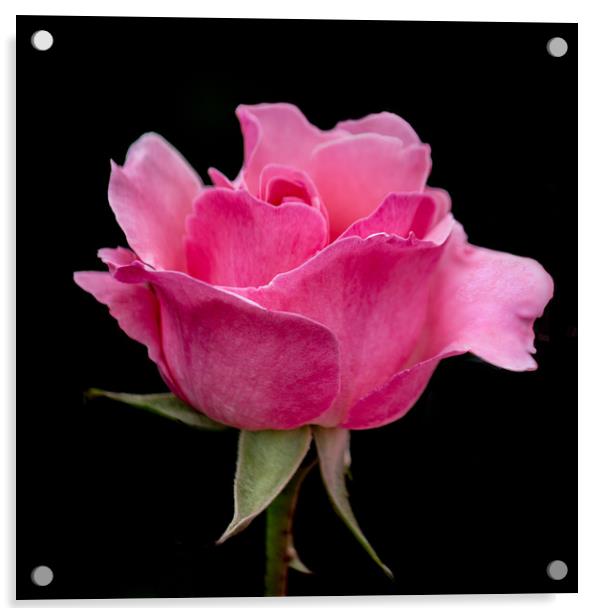 Pink Rose Acrylic by Svetlana Korneliuk