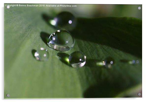 Raindrops on a Ginkgo Leaf Acrylic by Benno Boschman