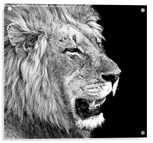 male lion Acrylic by Paul Fell