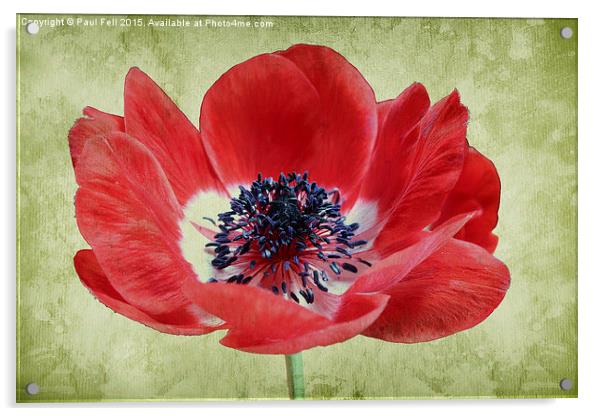 Harmony Scarlet Anemone Acrylic by Paul Fell