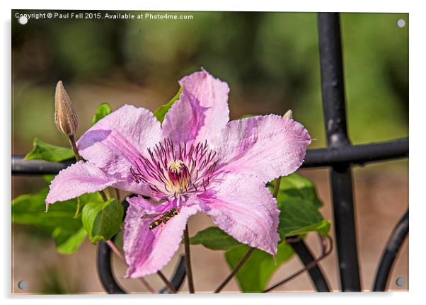 Clematis Acrylic by Paul Fell