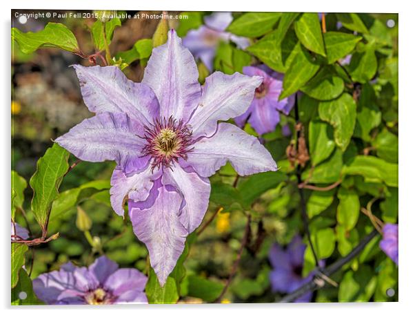 Clematis Acrylic by Paul Fell