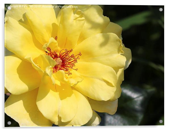 Yellow Rose Acrylic by Paul Fell