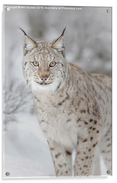  Winter ghost, European lynx Acrylic by Neil Burton