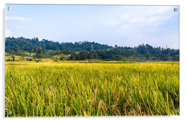 paddy corp farmland Acrylic by Ambir Tolang