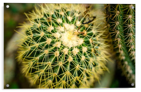 beautiful cactus plant  Acrylic by Ambir Tolang