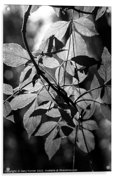 Sunlight through leaves Acrylic by Gary Turner