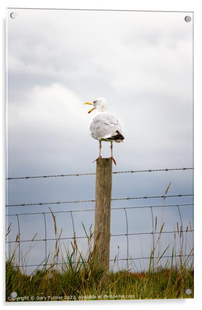 Seagull perched on a fence Acrylic by Gary Turner
