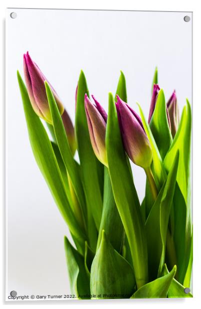Bunch of tulips Acrylic by Gary Turner