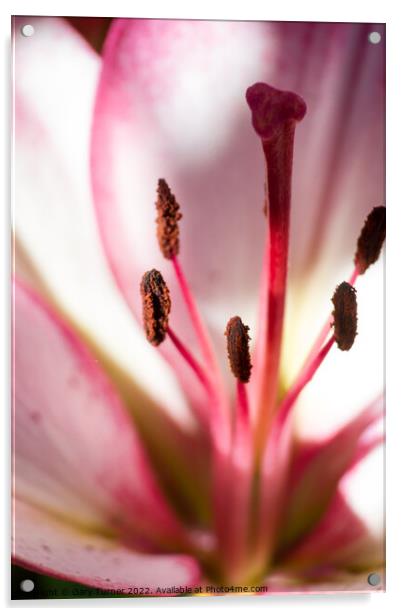 Close up of Lily Acrylic by Gary Turner