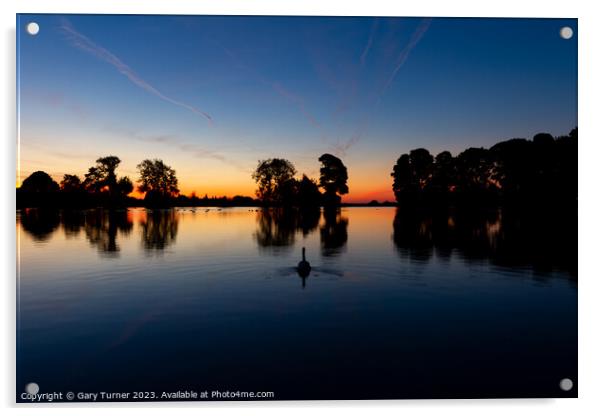 Swan at Sunrise, Harold Park Acrylic by Gary Turner