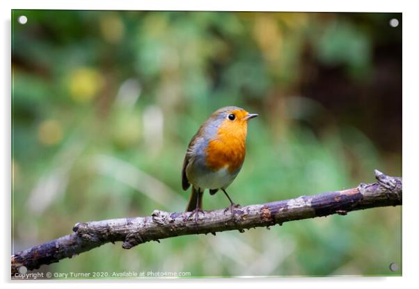 Robin Redbreast Acrylic by Gary Turner