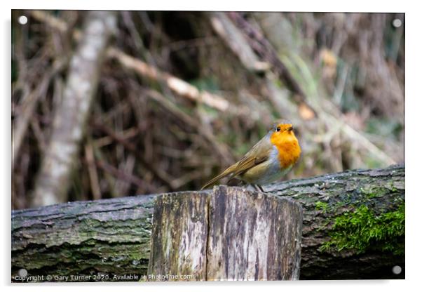 Robin Redbreast Acrylic by Gary Turner