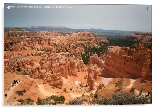 Bryce Canyon Amphitheatre Utah Acrylic by Adrian Beese