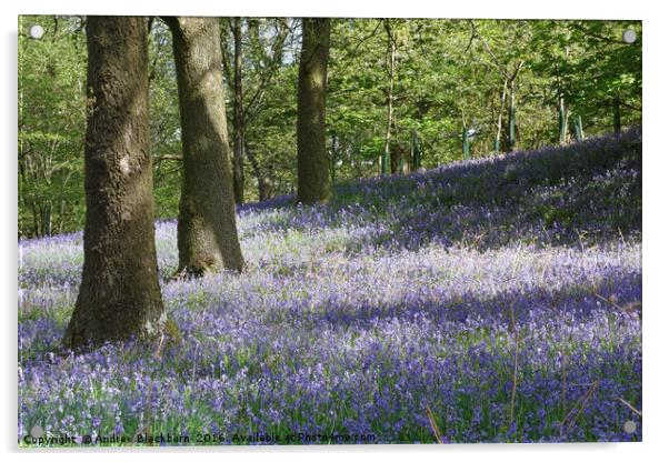 Bluebells in the springtime... Acrylic by Andy Blackburn