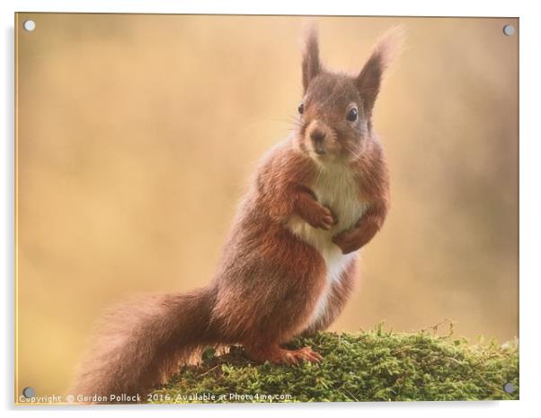 Red Squirrel  Acrylic by Gordon Pollock