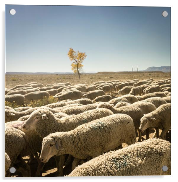 Sheep moving along the desert Acrylic by Brent Olson