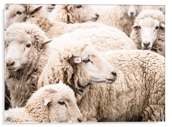  Sheep Acrylic by Brent Olson