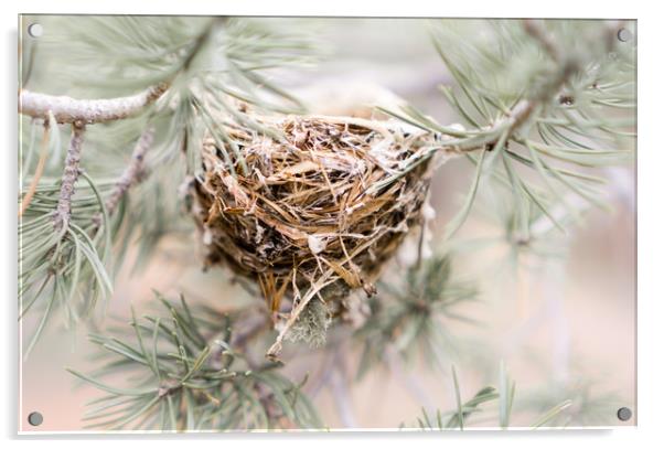  A little nest Acrylic by Brent Olson