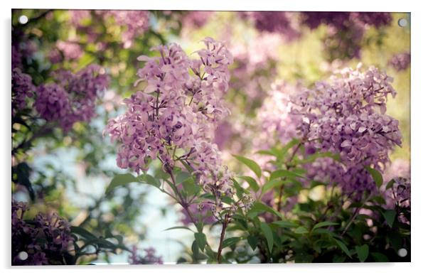 springtime lilacs Acrylic by Brent Olson