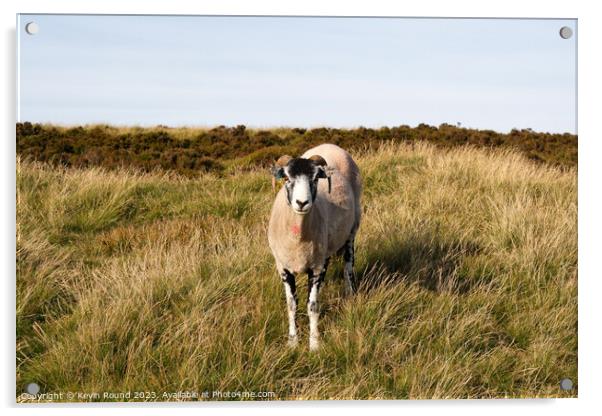 Sheep in Outdoor field Derbyshire Acrylic by Kevin Round