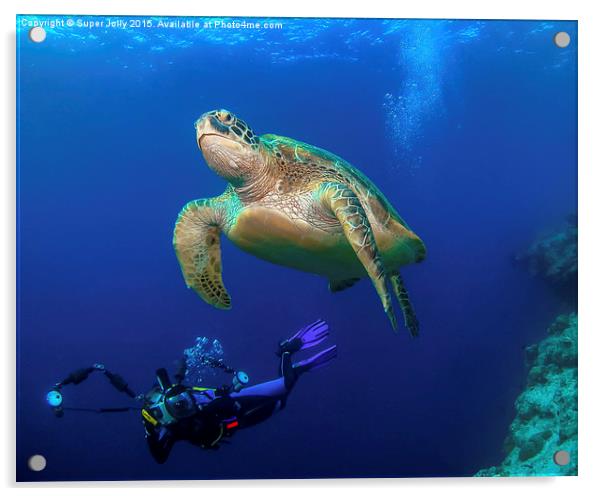 Underwater turtle and photographer Acrylic by Super Jolly