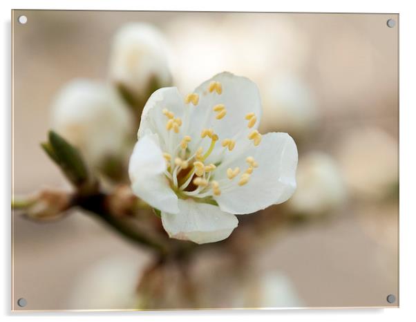 Wild Cherry Blossom  Acrylic by Chris Watson