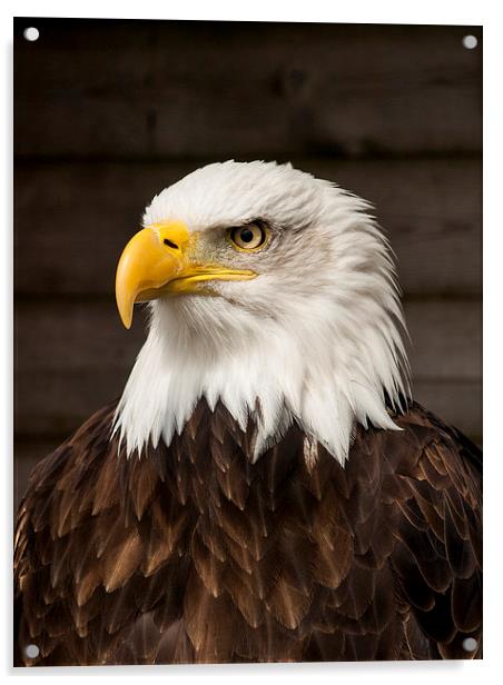 Bald Eagle Acrylic by Chris Watson