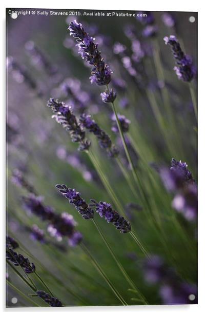   Lavender  Acrylic by Sally Stevens