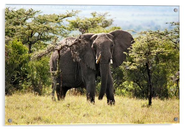  Wary Elephant Acrylic by Sally Stevens