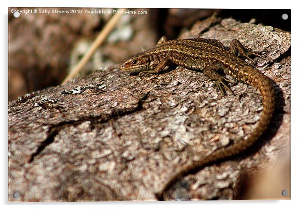  Sunbathing Lizard Acrylic by Sally Stevens