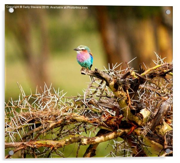  Pretty Lilac Breasted Roller Acrylic by Sally Stevens