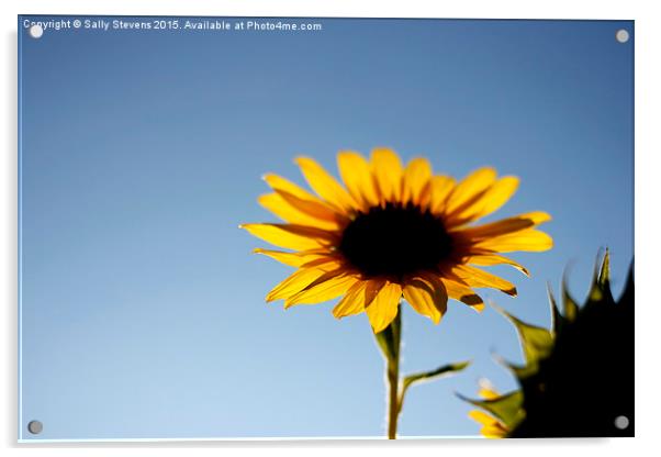  Provence Sunflower Acrylic by Sally Stevens