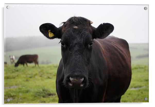  Morning Cow Acrylic by Sally Stevens