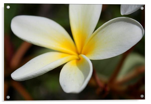 Yellow Hawaii sweet plumeria flower Acrylic by Terrance Lum