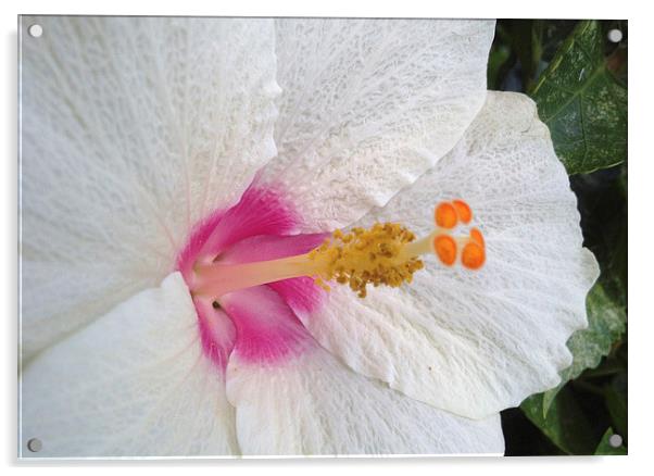  White Hibiscus Bloom Acrylic by Terrance Lum