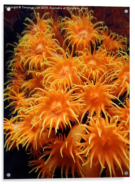 Orange Sea Anemone from Pacific Ocean Acrylic by Terrance Lum