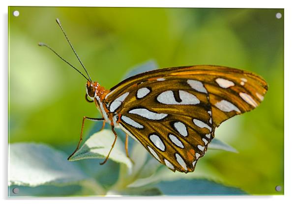 Agraulis Vanillae, Gulf Fritillary Butterfly Acrylic by Eyal Nahmias