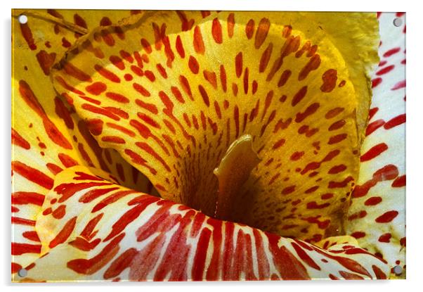 Canna Lily with red stripes and dots , in bloom. I Acrylic by Eyal Nahmias
