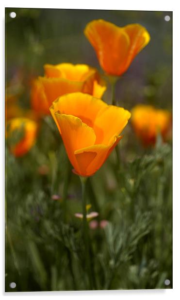 California Poppy, (Eschscholzia californica) Acrylic by Eyal Nahmias