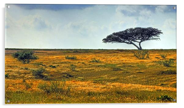 Lone Acacia Tree Acrylic by Eyal Nahmias