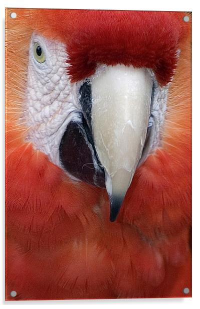Scarlet Macaw Parrot, Ara macao Acrylic by Eyal Nahmias
