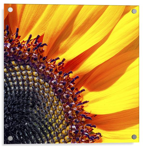 Sunflower Acrylic by Eyal Nahmias