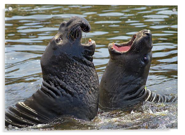 Confrontation / Conflict. Elephant Seals Reserve, Acrylic by Eyal Nahmias